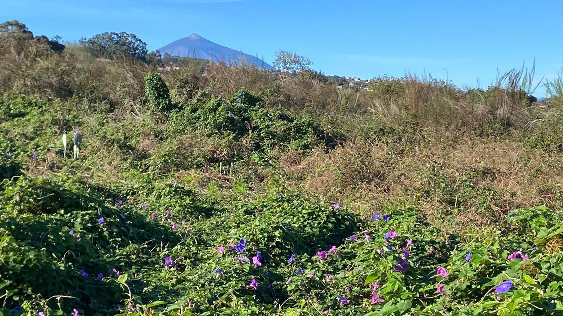 Rural House To Take A Break, La Serreria 25 - Private Garden Tacoronte 0*,